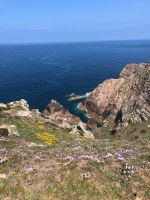 Blühende Steilküste bei Grosnez Castle.jpeg