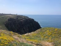 Blühende Steilküste der Nordwestküste Jerseys.jpeg