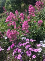 Blühsaison auf Jersey.jpeg