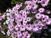 Botanischer Garten Samarès Manor (1).jpeg