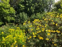 Botanischer Garten Samarès Manor (3).jpeg