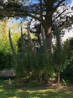 Botanischer Garten Samarès Manor (10).jpeg