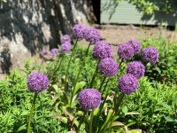 Botanischer Garten Samarès Manor (22).jpeg