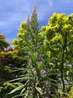 Gartentour Privatgarten 1 (5).jpeg