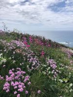 Steilküste Guernsey (3).jpeg