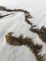 Strandaufnahme Jersey.jpeg