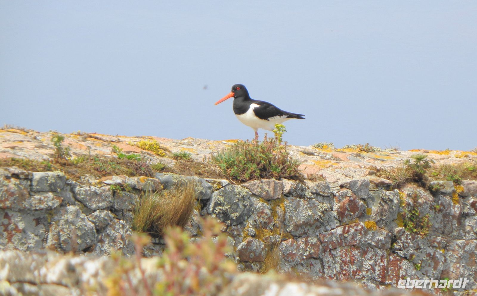 Jersey - Elizabeth Castle Austernfischer 