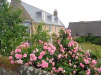 Guernsey - Cottage 