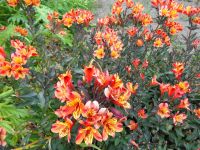 Jersey - Privatgarten 