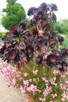 Jersey - Privatgarten 