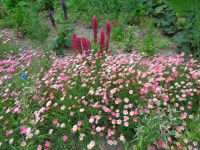 Jersey - Privatgarten 