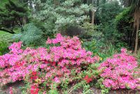 Jersey - Privatgarten 