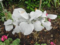 Jersey - Privatgarten 