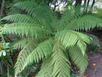 Jersey - Privatgarten 