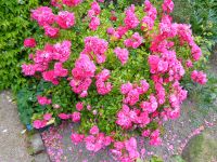 Jersey - Privatgarten 