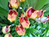 Jersey - Eric Young Orchid Foundation