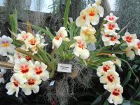 Jersey - Eric Young Orchid Foundation