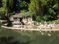 Flamingos im Durrell Zoo