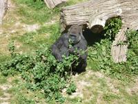 Gorilla im Durrell Zoo