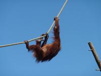Orang Utan im Durrell Zoo