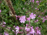 Erste Wanderung auf Sark