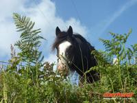 Pferd auf der Insel Sark