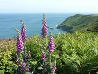 Küstenwanderung auf Jersey zur Boley Bay