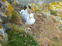 Möwe am Elizabeth Castle