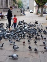 Fütterung der Tauben in St. Helier