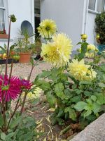 schöne Blumen in den Vorgärten