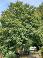 Esskastanienbaum am Little Chapel