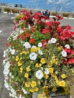 Blumenpracht am Hafen von St. Peter Port