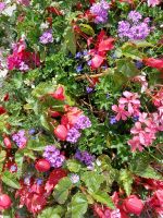 Blumenpracht auf Guernsey