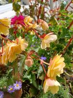 herrliche Farben der Blüten