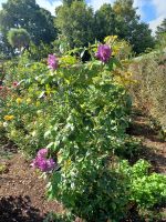 Besuch eines Privatgartens