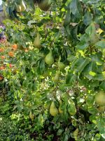 Besuch eines Privatgartens