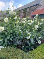 Besuch eines Privatgartens