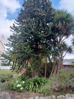 Besuch eines Privatgartens