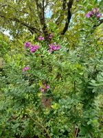 Besuch eines Privatgartens