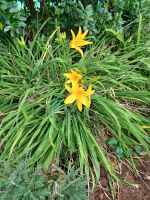 Besuch eines Privatgartens