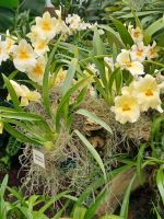 Eric Young Orchid Foundation