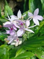 Eric Young Orchid Foundation