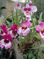 Eric Young Orchid Foundation