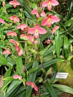 Eric Young Orchid Foundation