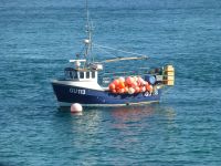 Kein Partyboat mit Luftballons, sondern mit den Bojen werden die ausgelegten Hummerkästen markiert