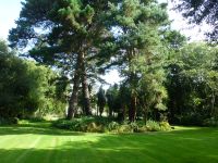 Bauminseln stehen im satten weichen Rasengrün