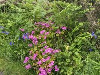 Blumen entlang des Wanderpfades