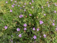Blumen entlang des Küstenpfades St. Brelades
