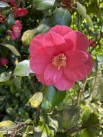 chinesische Zierquitte