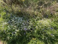 Blumenwiese nähe Plemont Bay